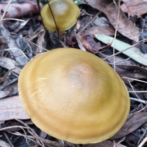 Cortinarius austrovenetus at Cook, ACT - 1 Jul 2021