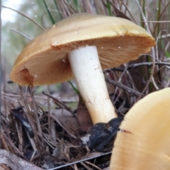 Cortinarius austrovenetus at Cook, ACT - 1 Jul 2021