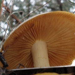 Dermocybe austroveneta at Cook, ACT - 1 Jul 2021