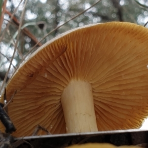 Cortinarius austrovenetus at Cook, ACT - 1 Jul 2021