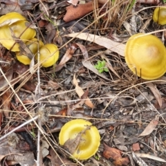 Cortinarius austrovenetus at Cook, ACT - 1 Jul 2021