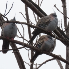 Ocyphaps lophotes (Crested Pigeon) at Jerrabomberra, NSW - 1 Jul 2021 by RodDeb