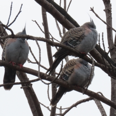 Ocyphaps lophotes (Crested Pigeon) at Jerrabomberra, NSW - 1 Jul 2021 by RodDeb