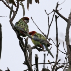 Platycercus eximius at Jerrabomberra, NSW - 1 Jul 2021