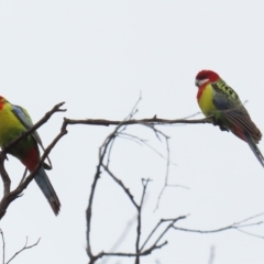 Platycercus eximius at Jerrabomberra, NSW - 1 Jul 2021