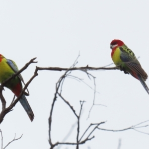 Platycercus eximius at Jerrabomberra, NSW - 1 Jul 2021