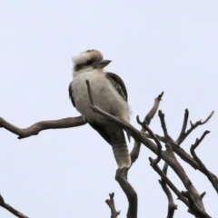 Dacelo novaeguineae at Jerrabomberra, NSW - 1 Jul 2021