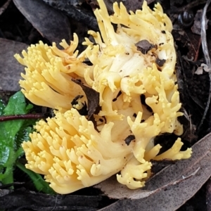 Ramaria sp. at Cook, ACT - 1 Jul 2021 10:51 AM