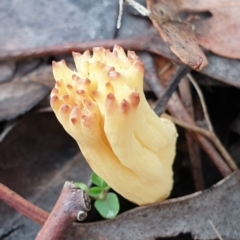 Ramaria sp. at Cook, ACT - 1 Jul 2021