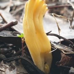 Ramaria sp. at Cook, ACT - 1 Jul 2021 10:51 AM