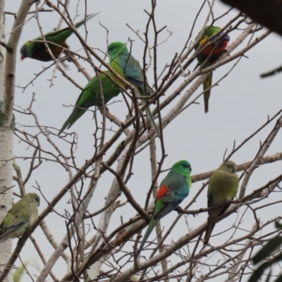 Psephotus haematonotus (Red-rumped Parrot) at Jerrabomberra, NSW - 1 Jul 2021 by RodDeb