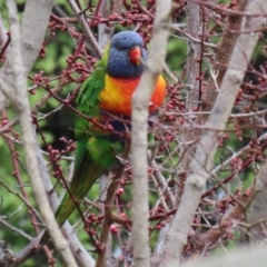 Trichoglossus moluccanus at Jerrabomberra, NSW - 1 Jul 2021