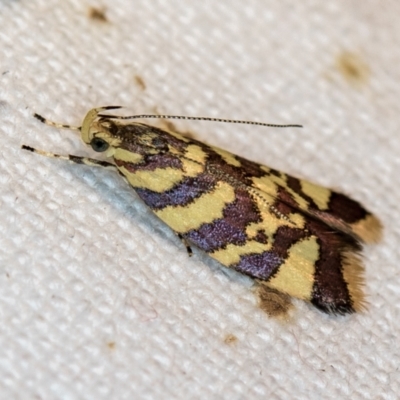 Tisobarica thyteria (A concealer moth) at Melba, ACT - 21 Nov 2018 by Bron