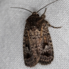 Thoracolopha verecunda (A Noctuid moth (Acronictinae)) at Melba, ACT - 21 Nov 2018 by Bron