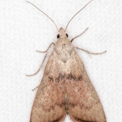 Callionyma sarcodes (A Galleriinae moth) at Melba, ACT - 21 Nov 2018 by Bron
