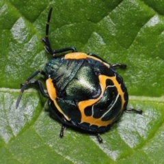 Scutiphora pedicellata (Metallic Jewel Bug) at Acton, ACT - 19 Apr 2021 by TimL