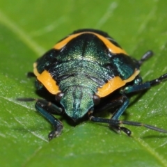 Scutiphora pedicellata at Acton, ACT - 19 Apr 2021