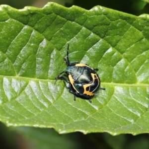 Scutiphora pedicellata at Acton, ACT - 19 Apr 2021