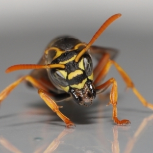 Polistes (Polistes) chinensis at Evatt, ACT - 2 May 2021 04:51 PM