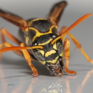 Polistes (Polistes) chinensis at Evatt, ACT - 2 May 2021 04:51 PM