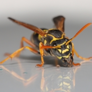 Polistes (Polistes) chinensis at Evatt, ACT - 2 May 2021 04:51 PM