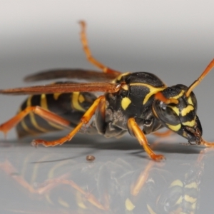 Polistes (Polistes) chinensis at Evatt, ACT - 2 May 2021 04:51 PM