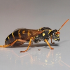 Polistes (Polistes) chinensis at Evatt, ACT - 2 May 2021