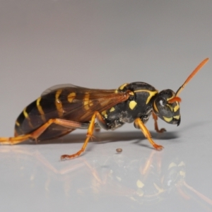 Polistes (Polistes) chinensis at Evatt, ACT - 2 May 2021 04:51 PM