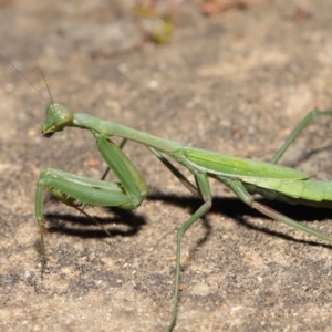 Orthodera ministralis at Acton, ACT - 25 Apr 2021