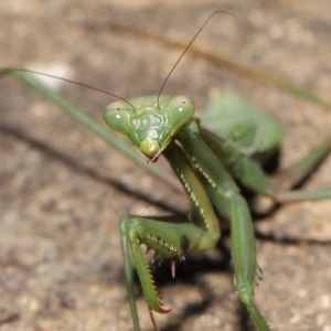 Orthodera ministralis at Acton, ACT - 25 Apr 2021