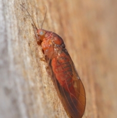 Psyllidae sp. (family) (Unidentified psyllid or lerp insect) at Acton, ACT - 29 Jun 2021 by TimL