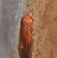 Psyllidae sp. (family) at Acton, ACT - 29 Jun 2021