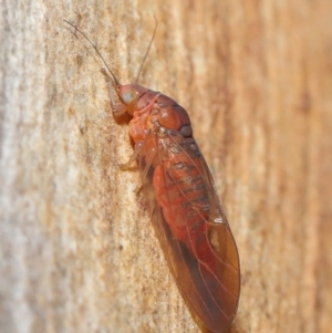 Psyllidae sp. (family) at Acton, ACT - 29 Jun 2021