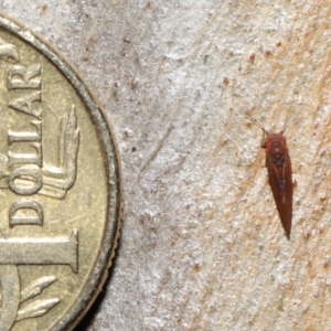 Psyllidae sp. (family) at Acton, ACT - 29 Jun 2021