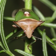 Cuspicona sp. (genus) (Shield bug) at ANBG - 18 Apr 2021 by TimL