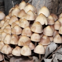 Mycena 'clarkeana group' at Acton, ACT - 29 Jun 2021 by TimL