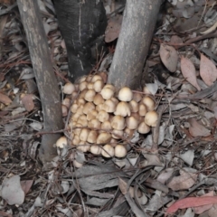 Mycena 'clarkeana group' at Acton, ACT - 29 Jun 2021 12:25 PM