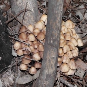 Mycena 'clarkeana group' at Acton, ACT - 29 Jun 2021 12:25 PM