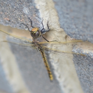 Anax papuensis at Wamboin, NSW - 7 Feb 2021 12:47 PM