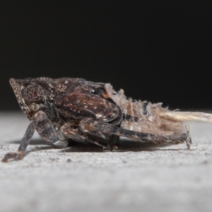 Platybrachys sp. (genus) at Acton, ACT - 29 Jun 2021