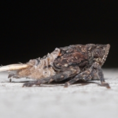 Platybrachys sp. (genus) at Acton, ACT - 29 Jun 2021 11:51 AM