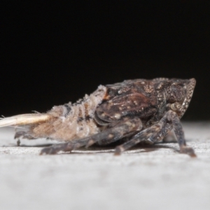 Platybrachys sp. (genus) at Acton, ACT - 29 Jun 2021 11:51 AM