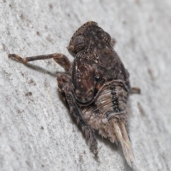 Platybrachys sp. (genus) at Acton, ACT - 29 Jun 2021 11:51 AM