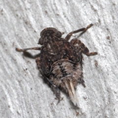 Platybrachys sp. (genus) at Acton, ACT - 29 Jun 2021 11:51 AM