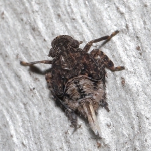 Platybrachys sp. (genus) at Acton, ACT - 29 Jun 2021 11:51 AM