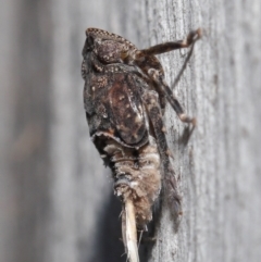 Platybrachys sp. (genus) at Acton, ACT - 29 Jun 2021 11:51 AM