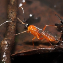 Stiromesostenus sp. (genus) (An ichneumon wasp) at Acton, ACT - 4 May 2021 by TimL