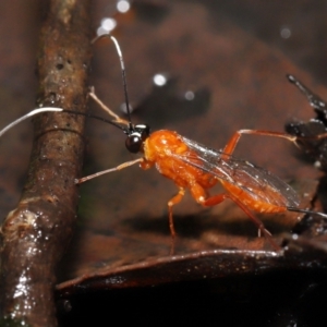 Stiromesostenus sp. (genus) at Acton, ACT - 4 May 2021