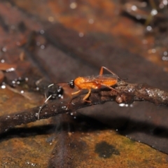 Stiromesostenus sp. (genus) at Acton, ACT - 4 May 2021 12:43 PM