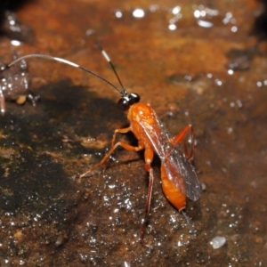 Stiromesostenus sp. (genus) at Acton, ACT - 4 May 2021